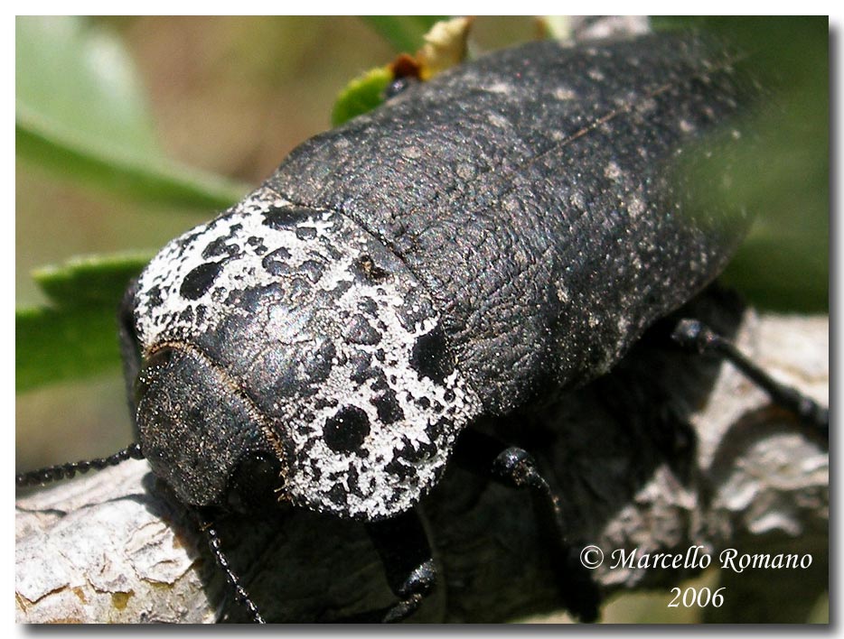 Confronti: Capnodis cariosa e C. tenebrionis (Buprestidae)